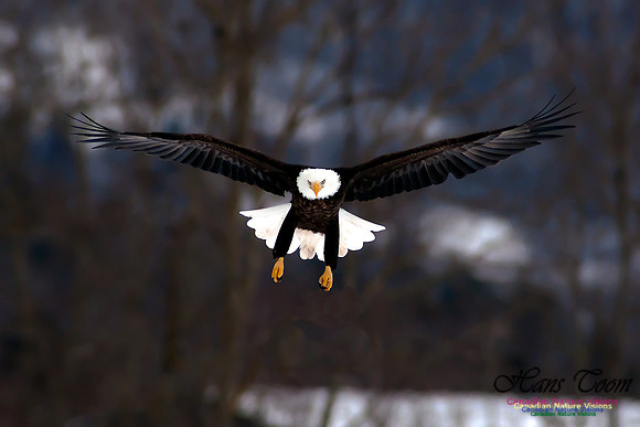 Bald Eagle