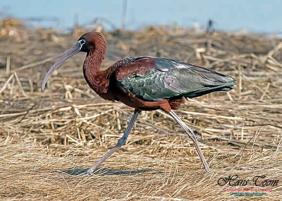 Glossy Ibis 8