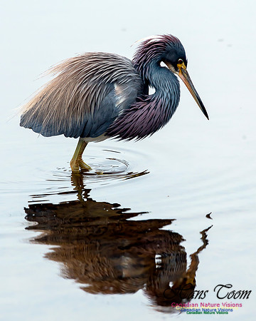Tricoloured Heron 63