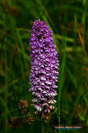 Large Purple Fringed Orchid
