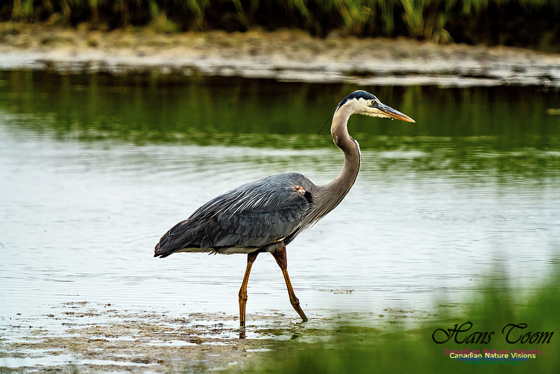 Great Blue Heron 700