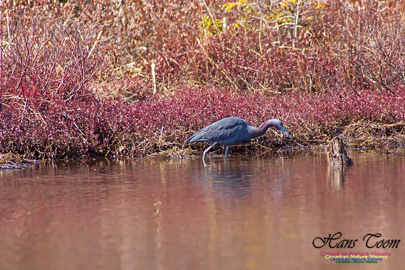 Little Blue Heron 5