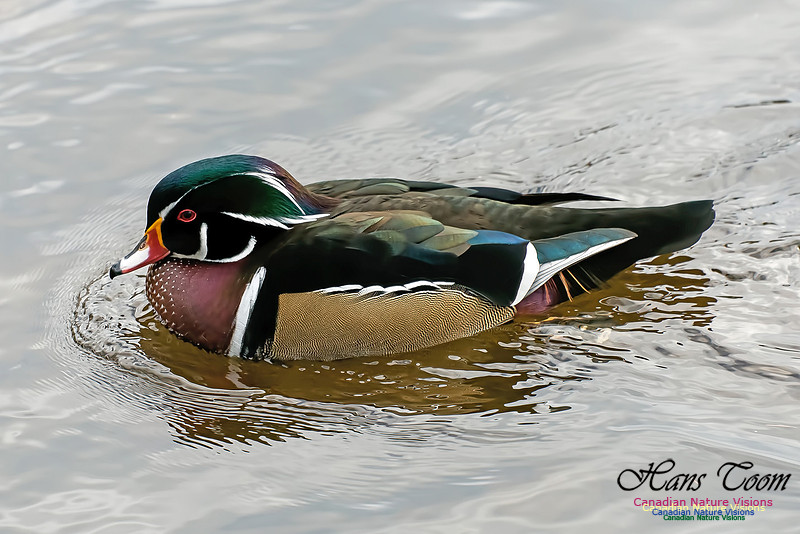 Wood Duck