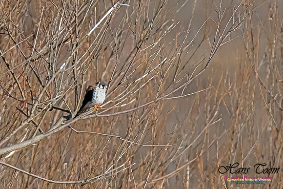 American Kestrel