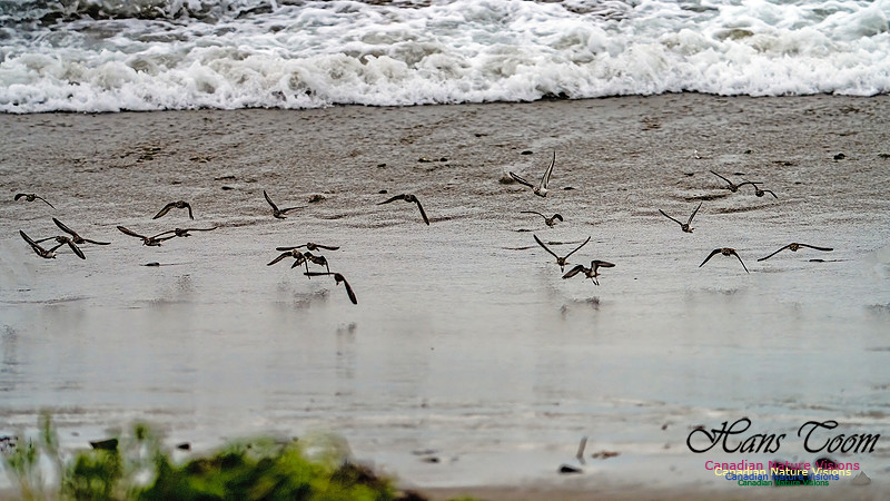 Shorebirds of Hurricane Erin 119