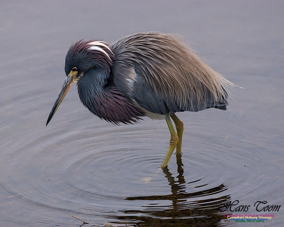 Tricoloured Heron 44