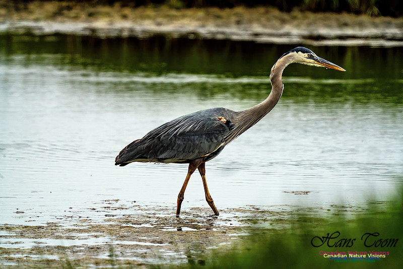 Great Blue Heron 702