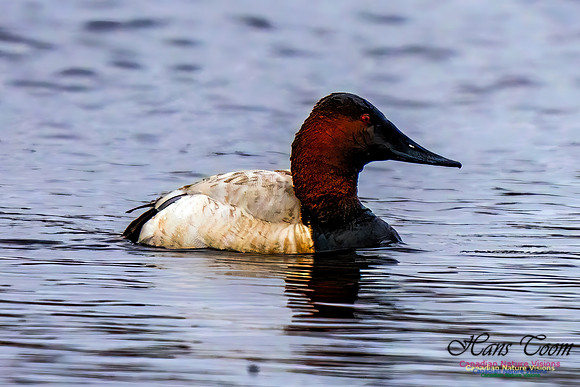 Canvasback 304