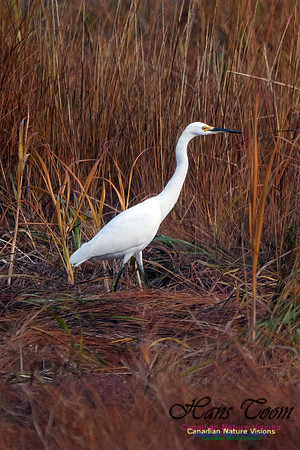 Snowy Egret 505