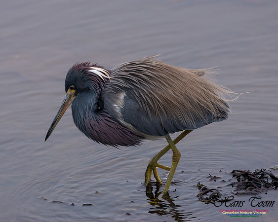 Tricoloured Heron 45