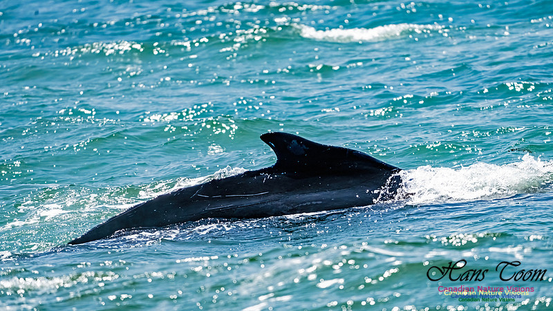 St. Vincent Whales and Gannets 105