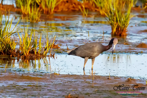 Little Blue Heron 128