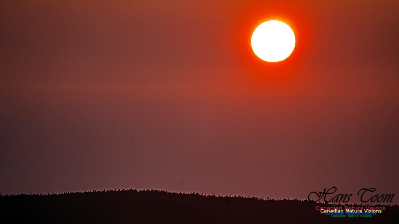 Sun in Smoke 103