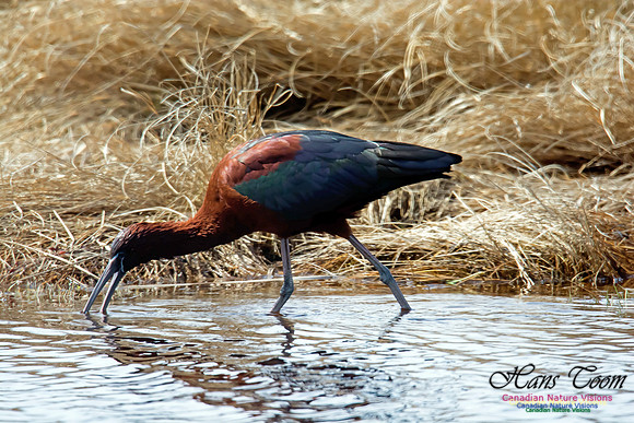 Glossy Ibis