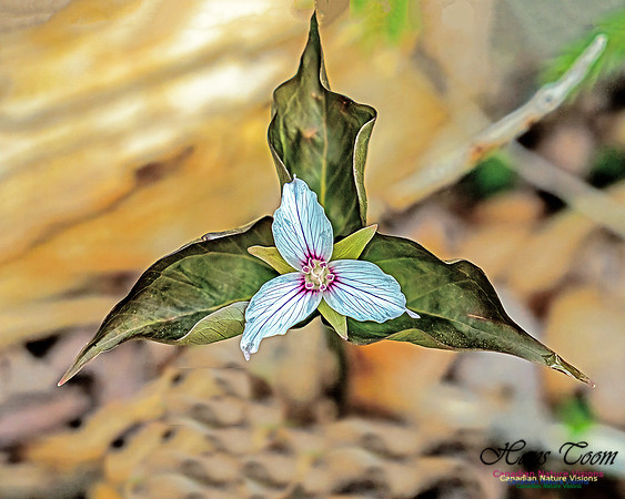 Painted Trillium 102