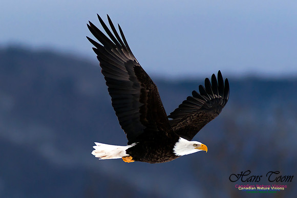 Bald Eagle