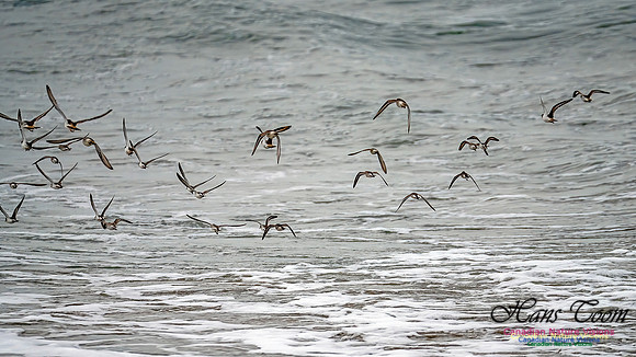 Shorebirds of Hurricane Erin 129