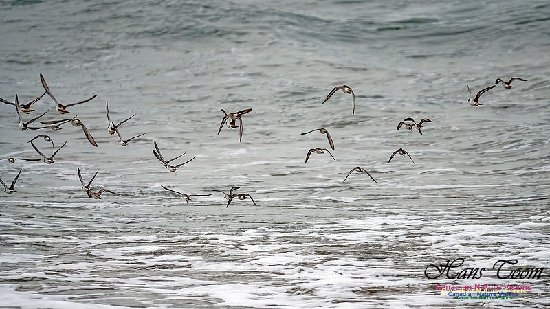 Shorebirds of Hurricane Erin 129