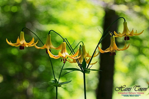 Canada Lily 107