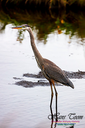 Great Blue Heron 401