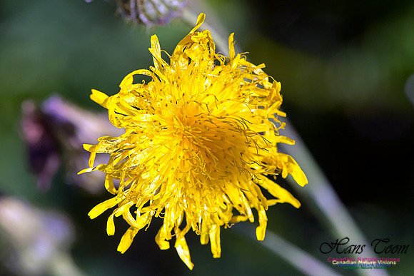 Canada Hawkweed