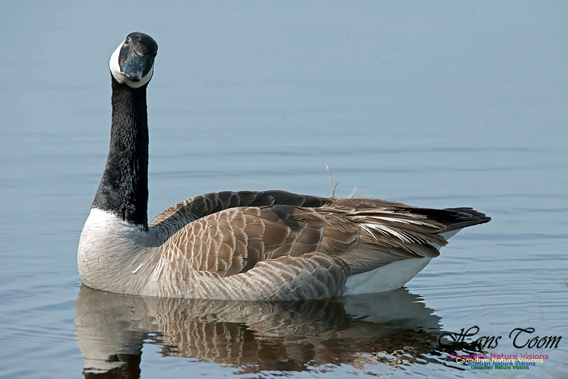 Canada Goose