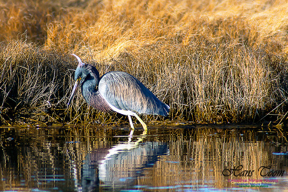 Tricoloured Heron 28