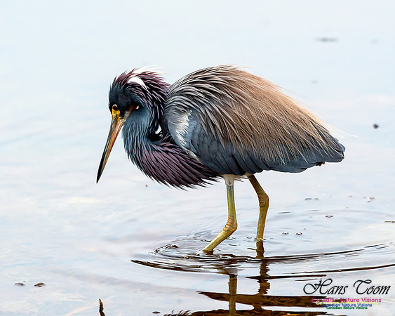 Tricoloured Heron 51