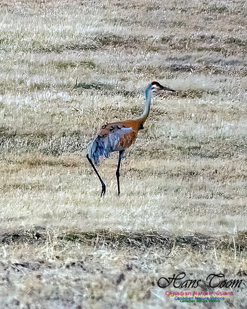 Sandhill Crane 801
