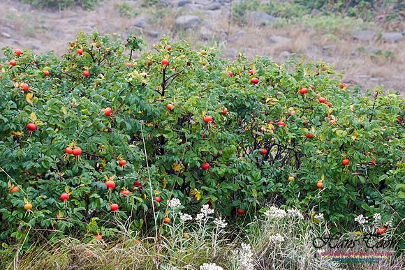 Wild Rose Hips