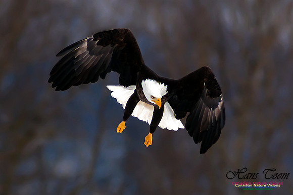 Bald Eagle