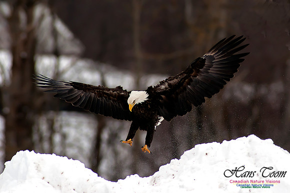 Bald Eagle