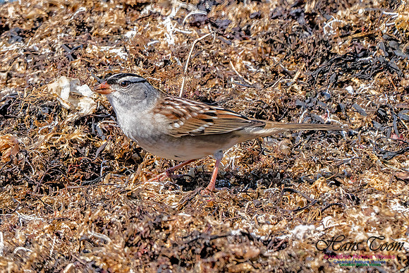 White-crowned Sparrow 305
