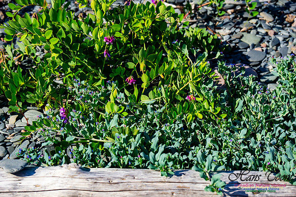 Beach Ridge Wildflowers 101