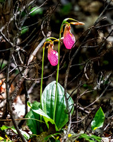 Pink Orchid Walk