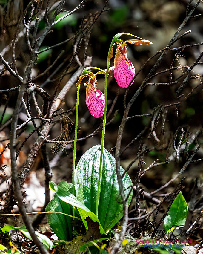 Pink Orchid Walk 107