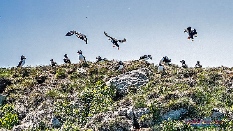 Great Island Puffins 107