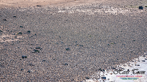 Peeps Evangeline Beach 2024 944