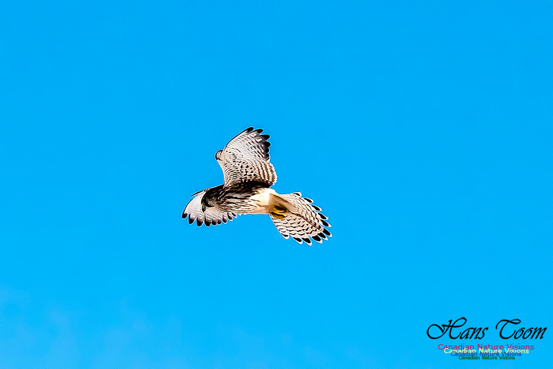 Eurasian Kestrel