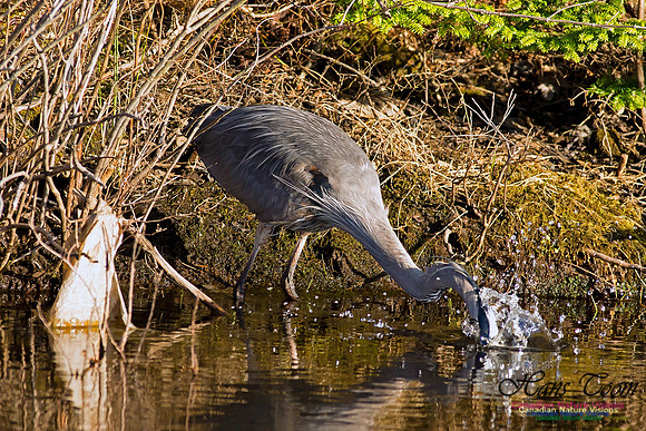 Great Blue Heron