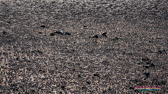 Peeps Evangeline Beach 2024 929