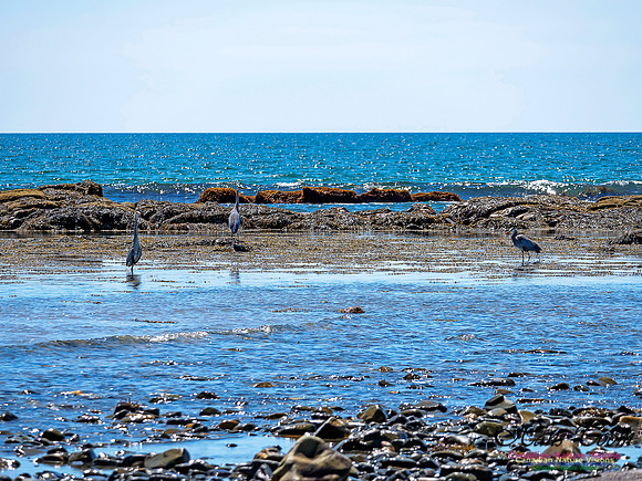 Great Blue Heron 1