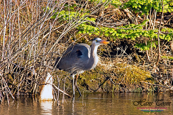 Great Blue Heron