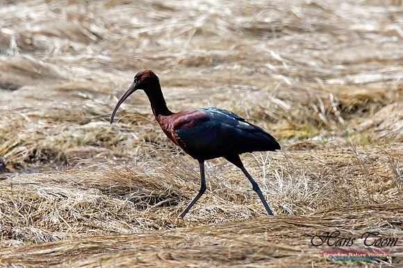 Glossy Ibis