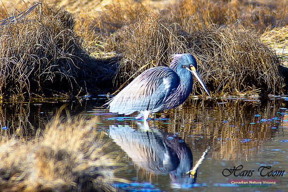Tricoloured Heron 26