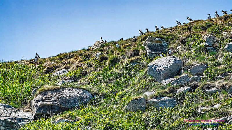Great Island Puffins 109