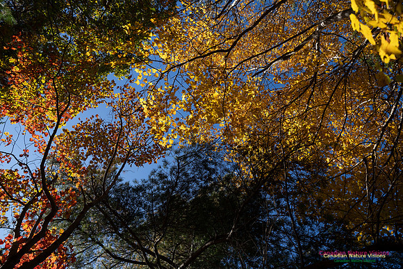 Frog Pond Stroll 113