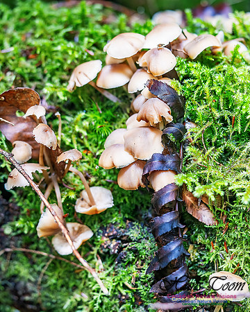Fungus Walk In the Woodland 115
