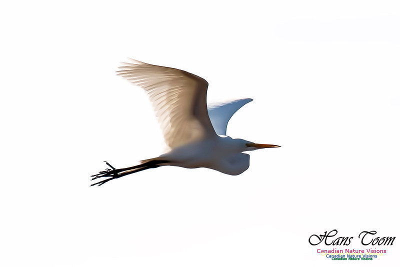 Great Egret
