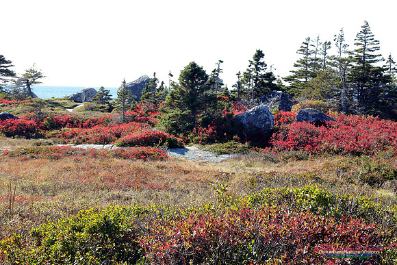 CoastalBarrensFall2016-1003